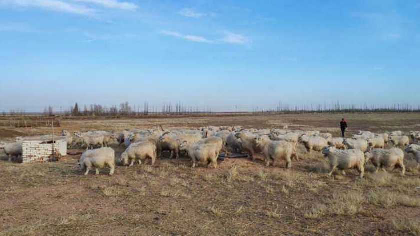 Un estudio genético sugiere que las cabras domésticas obtuvieron genes resistentes a los patógenos de parientes salvajes