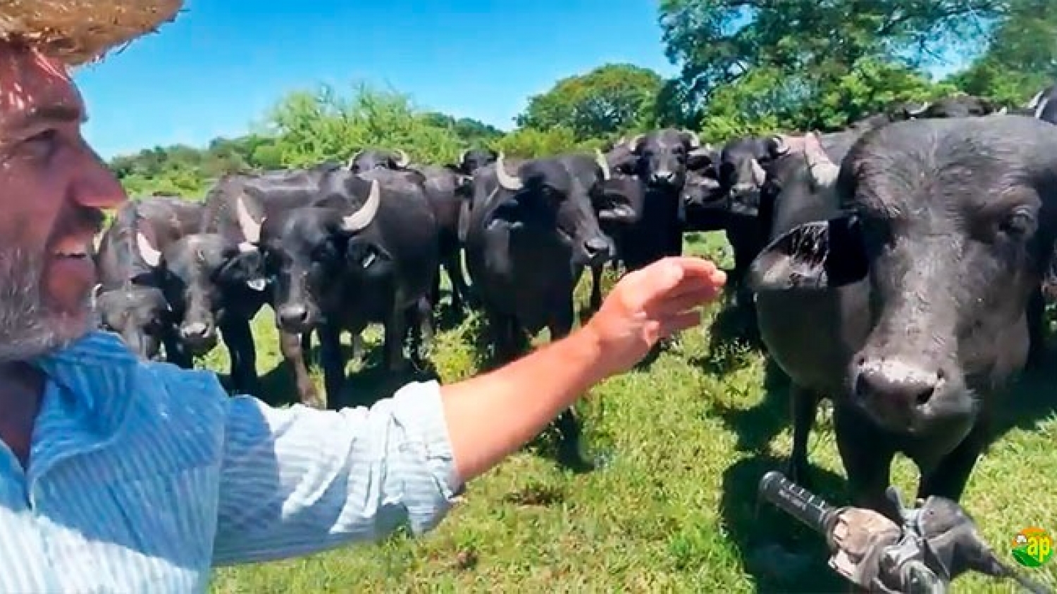 De la sequía al búfalo: un productor del Chaco transforma su campo y apuesta a una ganadería alternativa