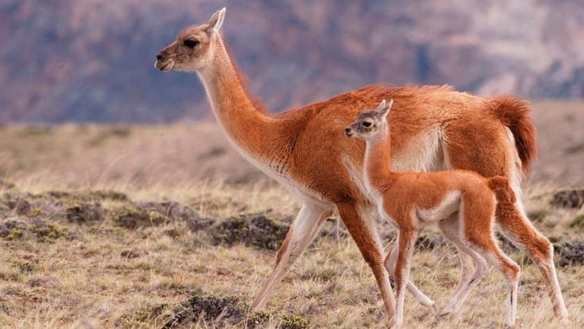 Se firmó nuevo plan nacional de manejo de guanaco