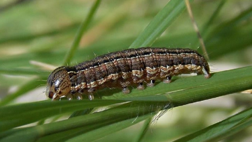Plagas. Tras las lluvias, situación actual en cultivos de trigo y soja en Córdoba