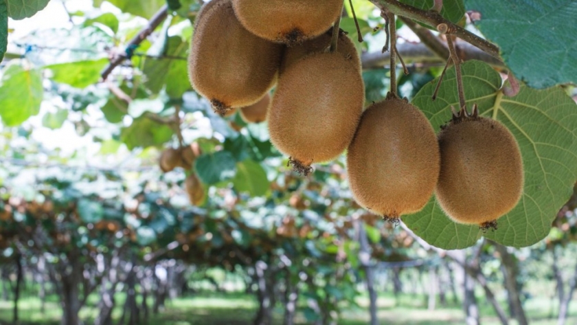 Nuevas inspecciones en cosechas de kiwi