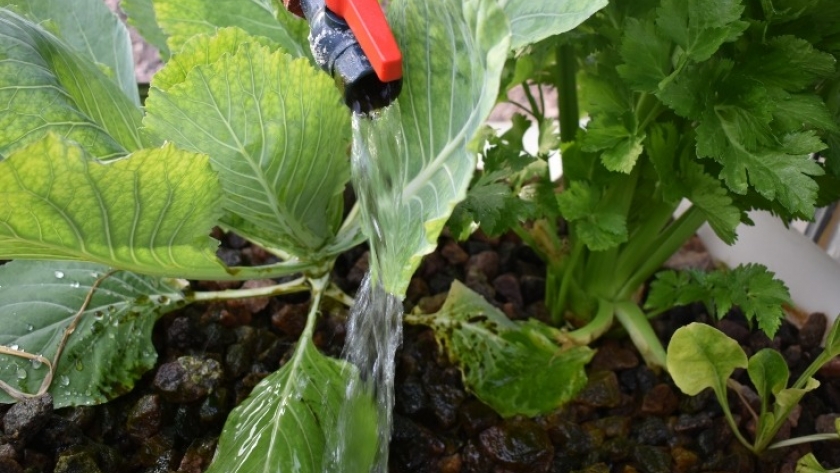 La acuaponía como método de cultivo agroecológico
