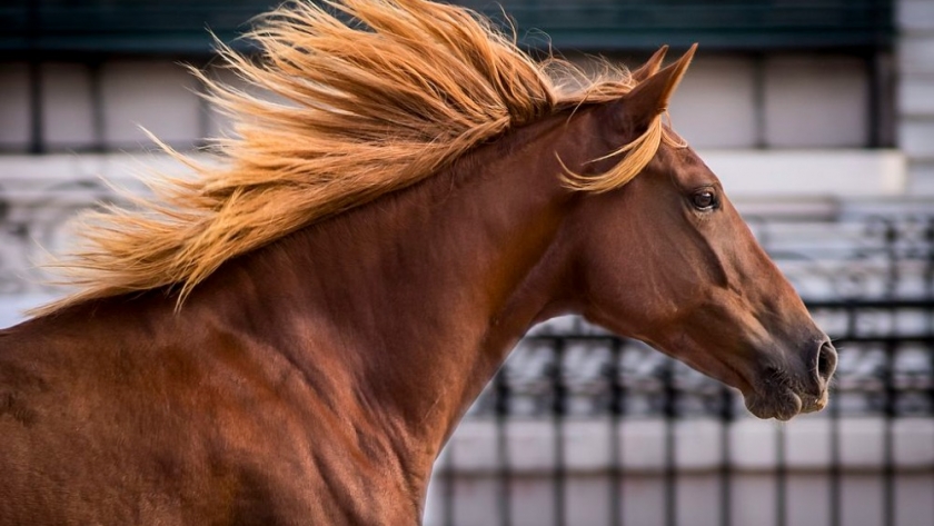 Argentina vuelve a exportar caballos a Malasia