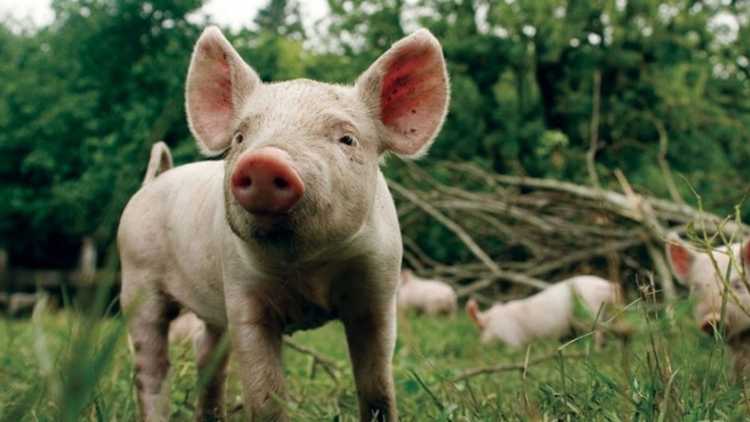 Utilización de carne de cerdo de animales machos enteros en la Industria Frigorífica