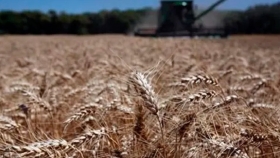 Se espera la peor cosecha de trigo de los últimos 5 años