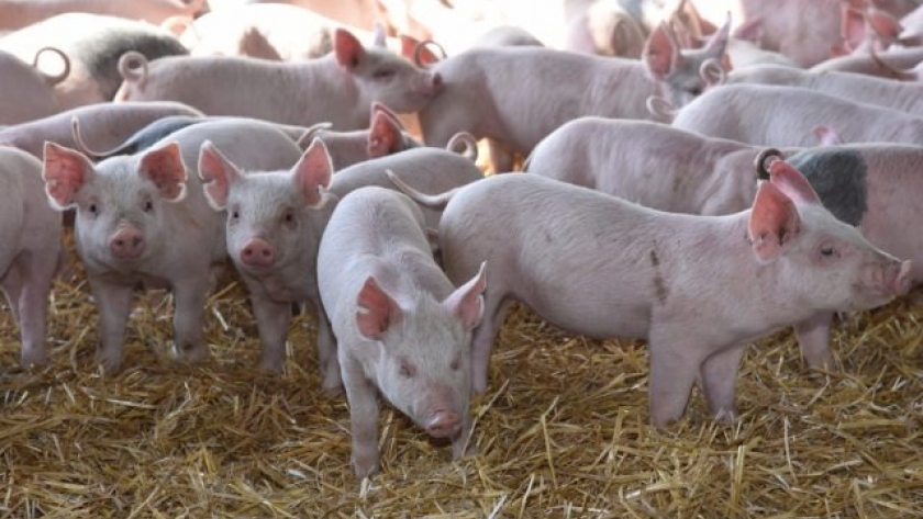 Pautas para reducir el impacto de las altas temperaturas en porcinos
