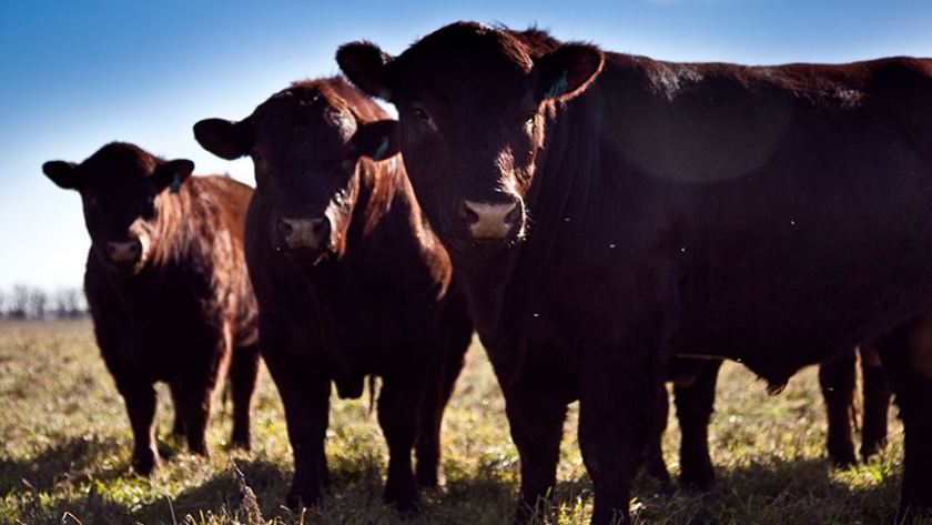 Introducen cambios en el genoma de bovinos de carne clonados