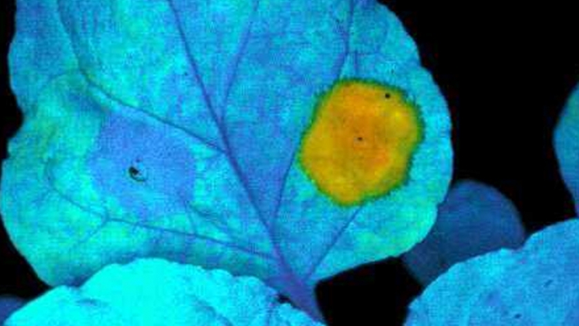Nuevo método de biofortificación que transforma las hojas en depósitos de nutrientes