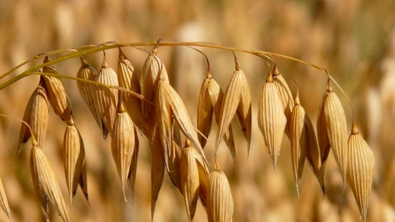 Regularizarán ambientalmente planta de granos en Negrete