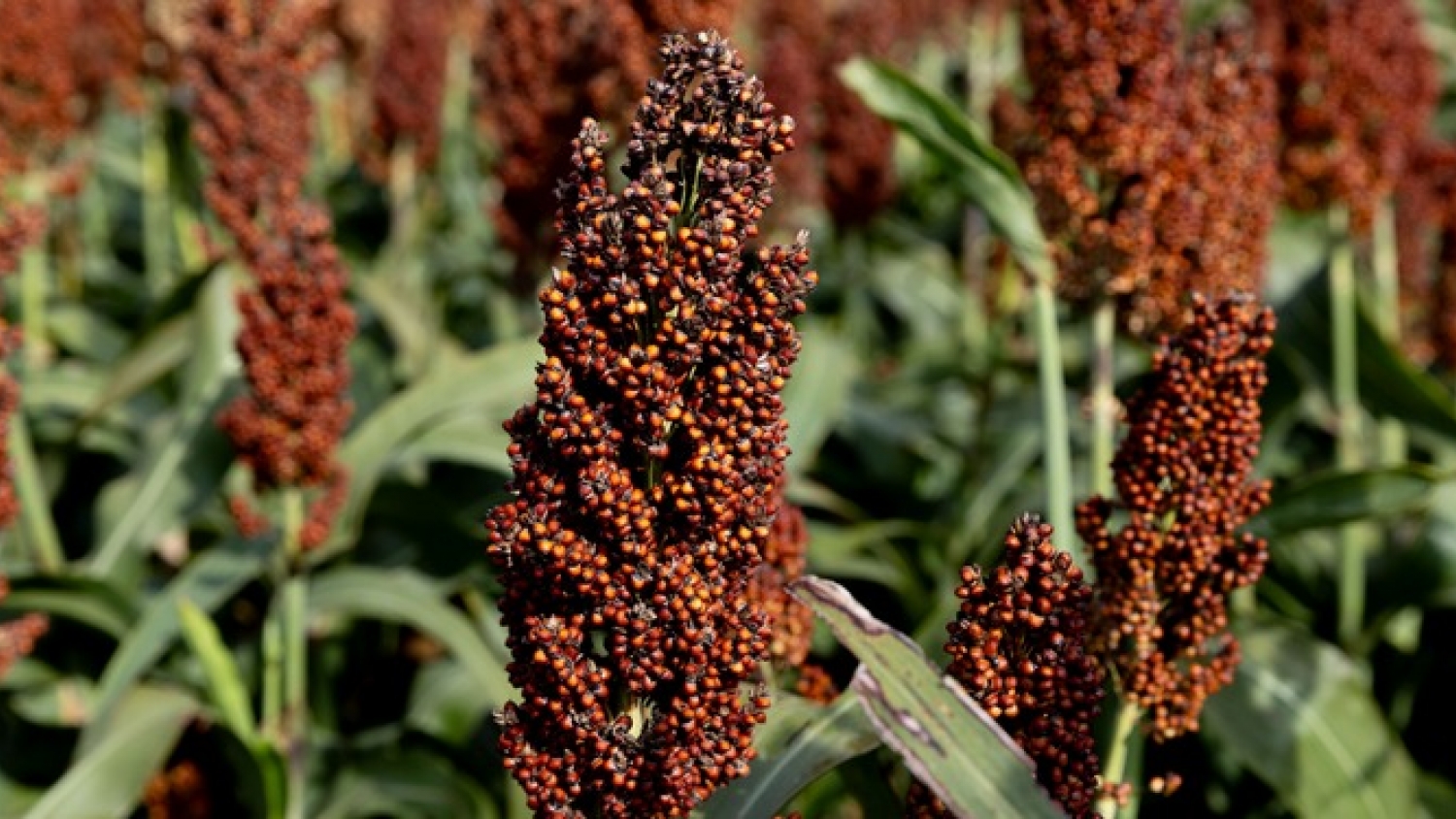 El sorgo enfrenta un desafío inesperado: la genética avanza, pero el rinde argentino retrocede