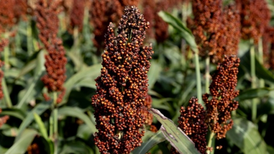 El sorgo enfrenta un desafío inesperado: la genética avanza, pero el rinde argentino retrocede