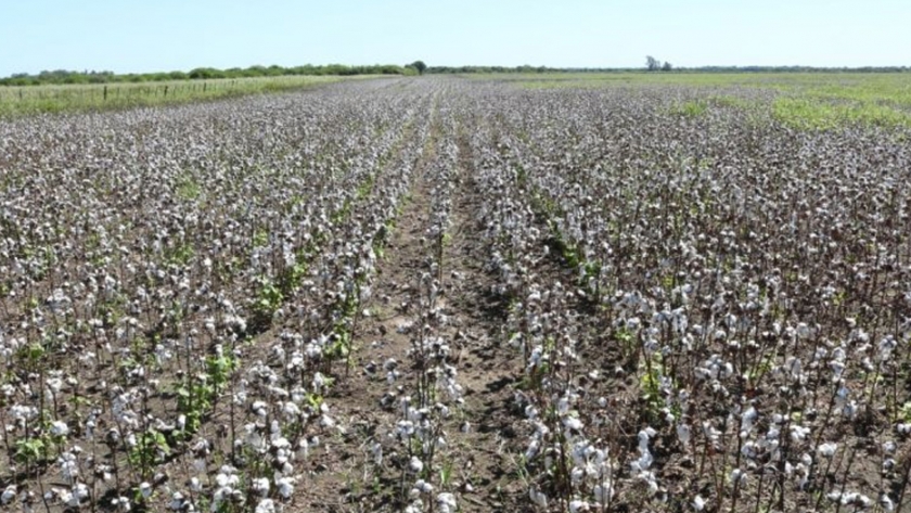 Destrucción de rastrojos: El Gobierno asiste a productores algodoneros