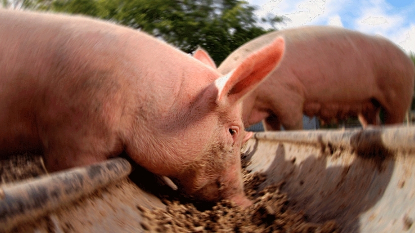Proponen dietas contra el estrés térmico estival