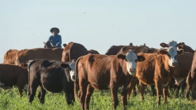 Alertan que el precio de la hacienda está estancado por falta de competitividad del sector exportador