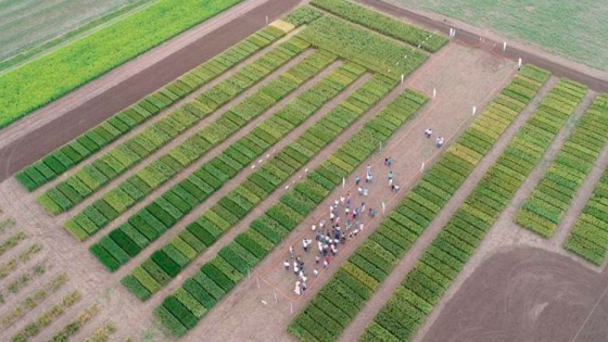 El ADN del trigo se fortalece para enfrentar la sequía