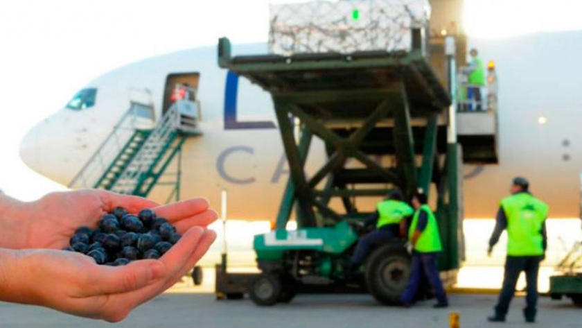 La cancelación de vuelos complica la exportación de arándanos en plena pandemia