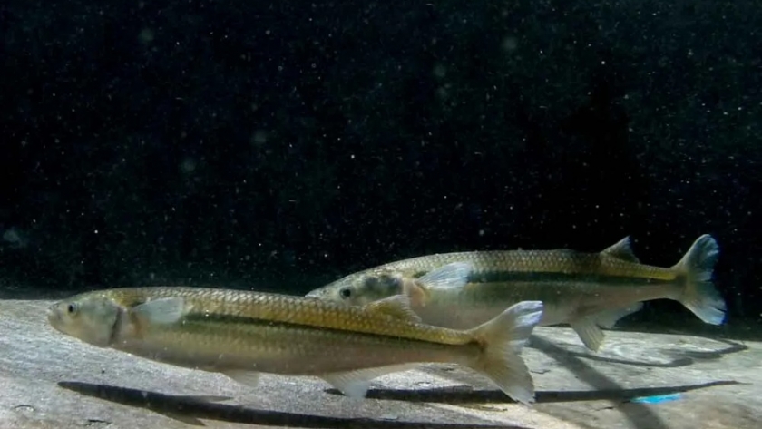 Los Cientificos Argentinos trabajan en la Modificacion genetica del Pejerrey para lograr tasas de crecimiento mejoradas