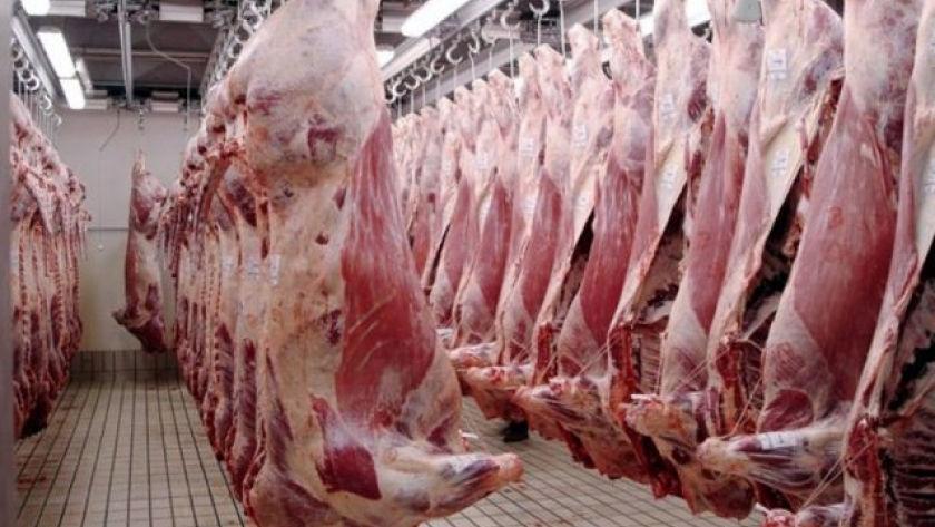 Las hembras ya son la mitad de la faena bovina