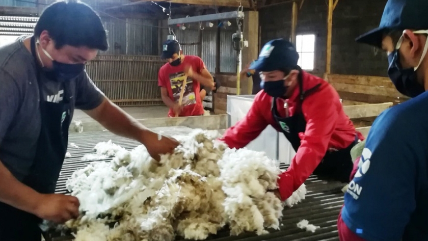 Ganadería: comenzó a implementarse el protocolo de prevención de covid-19 en la esquila