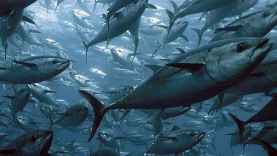 La pesca del atún: avances hacia la sostenibilidad