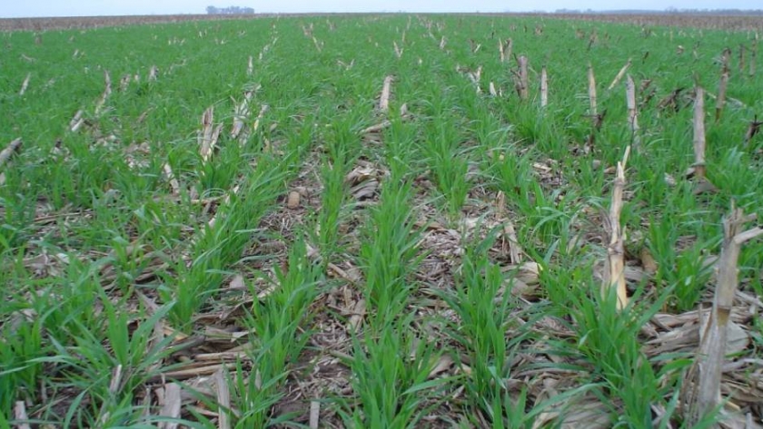Siembra en verde: la estrategia por la que se inclina el 90% de los productores 