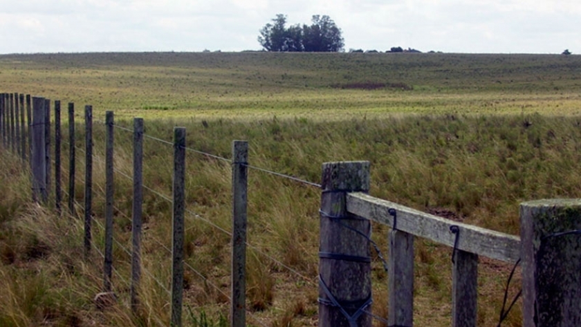 Crean una ley que prohíbe el uso de madera de bosques nativos para alambrados