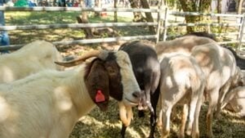 Misiones registró un crecimiento en la producción ovino-caprina: la provincia cuenta con 17.891 cabezas