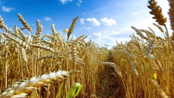 Trigo récord, harina ajustada: la cosecha histórica expuso un déficit de calidad que preocupa a la industria