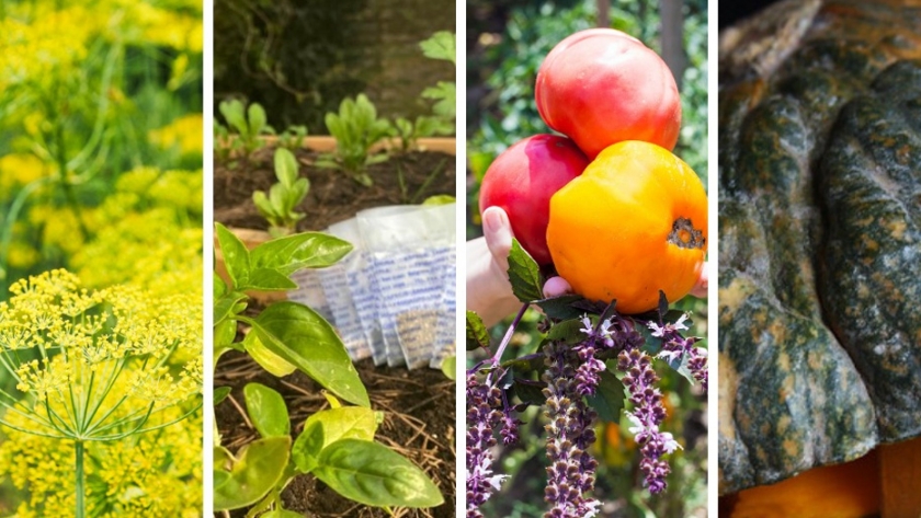 Huerta en tu hogar: cómo solicitar las semillas primavera-verano