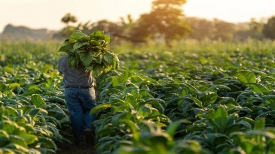 Entregan $355 millones en fertilizantes a tabacaleros