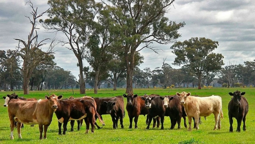 Australia: el producto agrícola-ganadero cae por tercer ciclo consecutivo