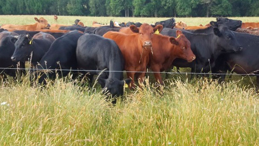 La Carne Bovina tiene todas las oportunidades para crecer