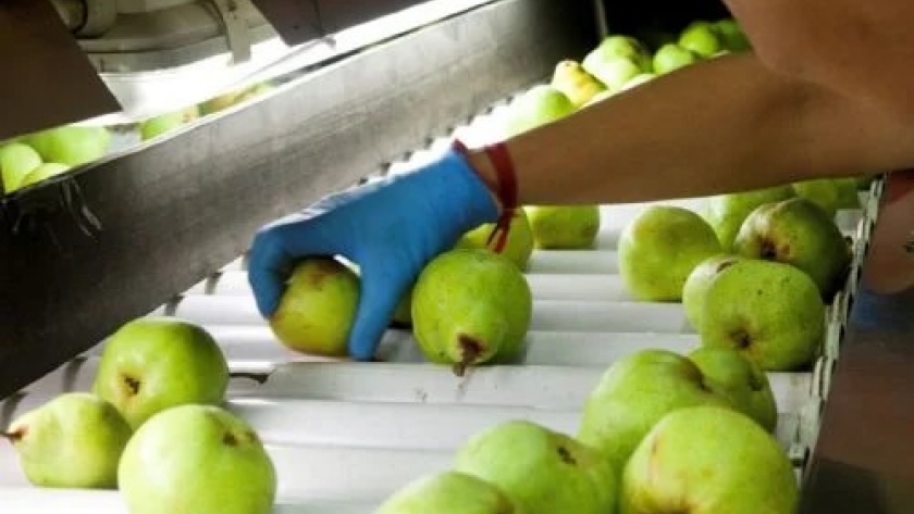 Los rusos compran manzanas cuatro veces más que peras
