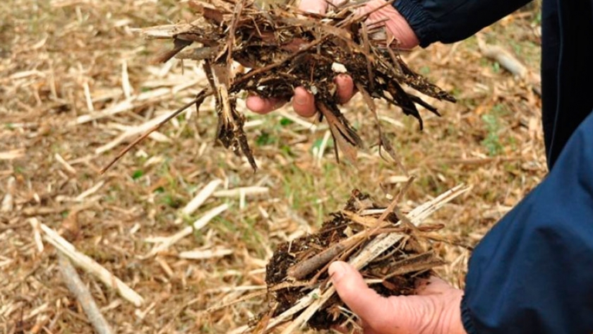 Los padres de la agroecología: En cada análisis de suelo que hacemos notamos que cada año hay menos nutrientes, advierte Martín Zamora desde el INTA