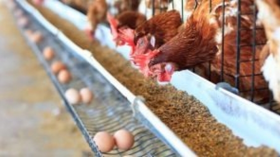 <La industria del huevo en crisis: mucha oferta, precios bajos y suba de costos
