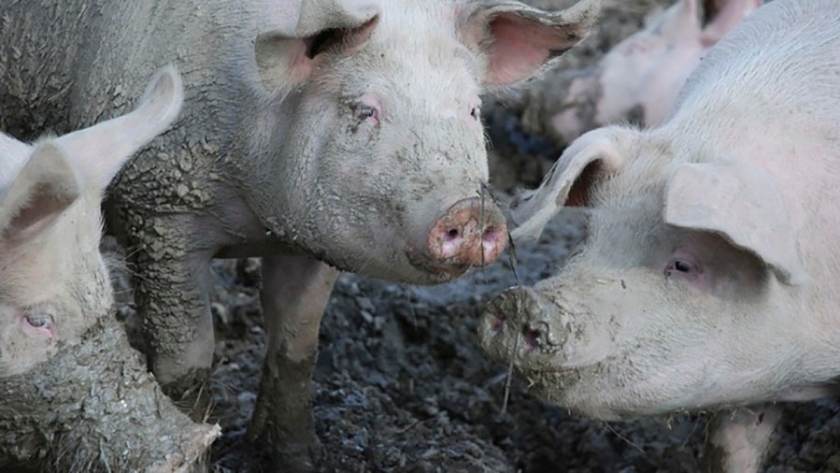 PPA: Sacrifican 16.000 cerdos por un nuevo brote