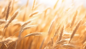 Trigo y gestión hídrica: claves para potenciar la agricultura argentina