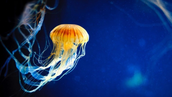 Alerta en la costa patagónica: una floración de medusas sorprendió a Puerto Madryn
