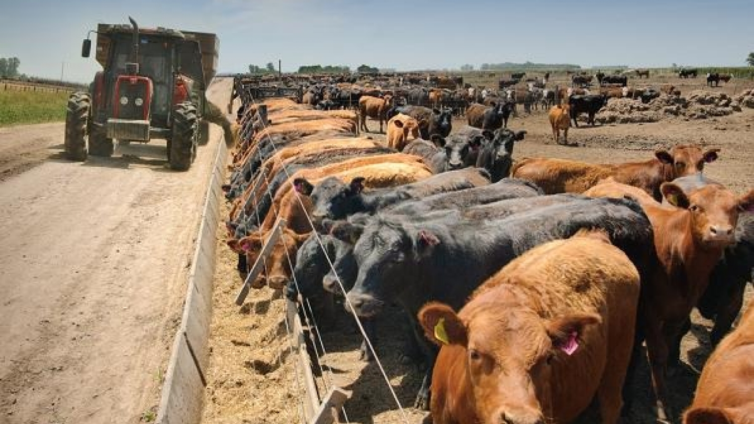 Feedlots: más ingresos y menos egresos cambiaron el engorde