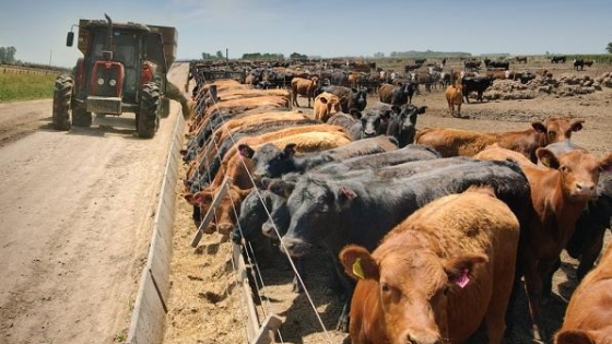 Feedlots: más ingresos y menos egresos cambiaron el engorde