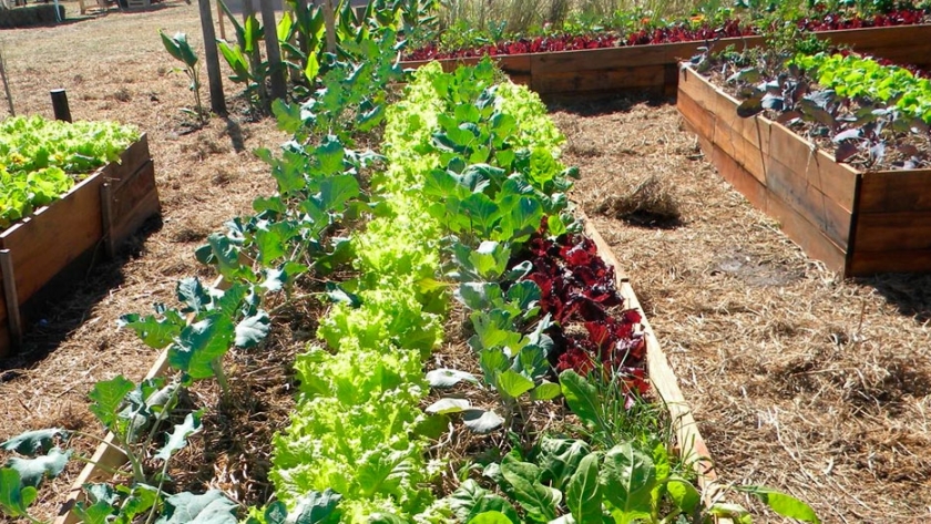 Productores hortícolas bonaerenses abastecerán a la cadena Subway
