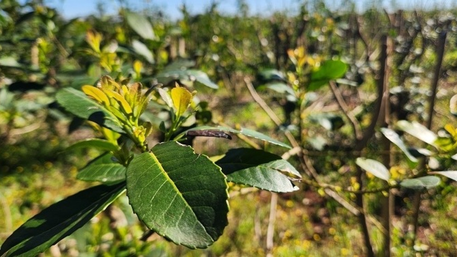 Las exportaciones de yerba mate alcanzan niveles históricos mientras se profundiza la crisis de los productores