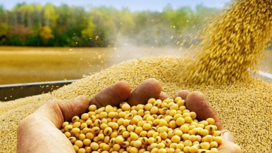 La soja desafió a Chicago y subió con fuerza en Rosario en un mercado local firme