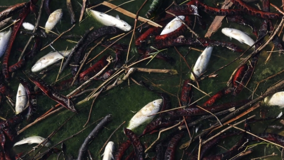 <Río en crisis: mortandad de peces en el Areco