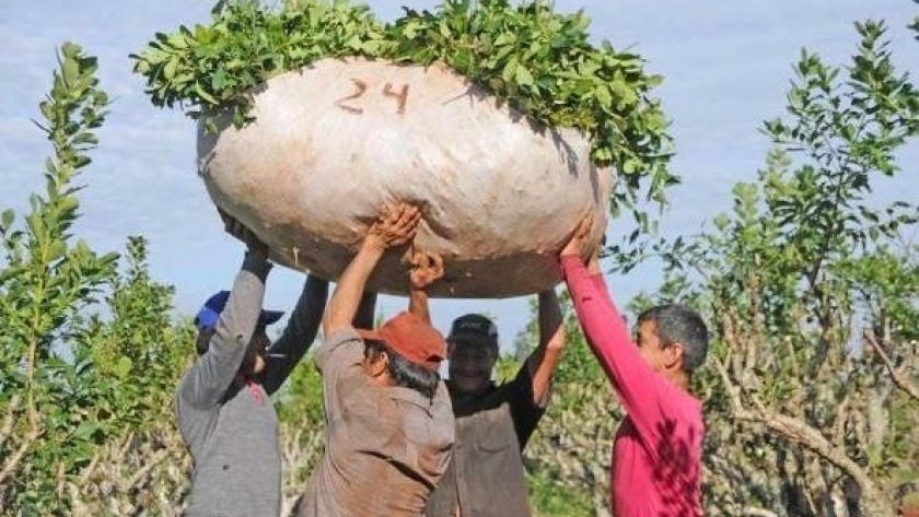 El INYM ha muerto, viva el IMYM: Rovira prometió crear un organismo que regule el precio de la yerba mate en Misiones