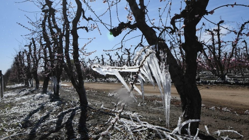 Heladas tardías: hasta el 5 de diciembre se pueden realizar denuncias por daños en la producción