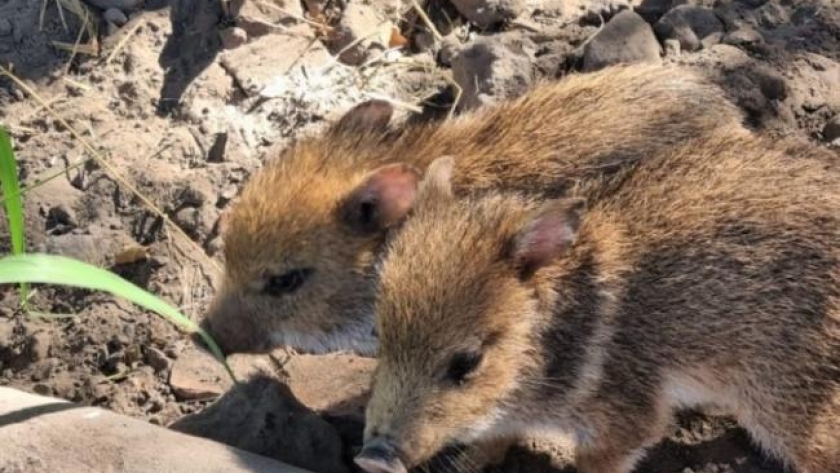 Derivaron dos crías de Pecarí de Collar a Corrientes