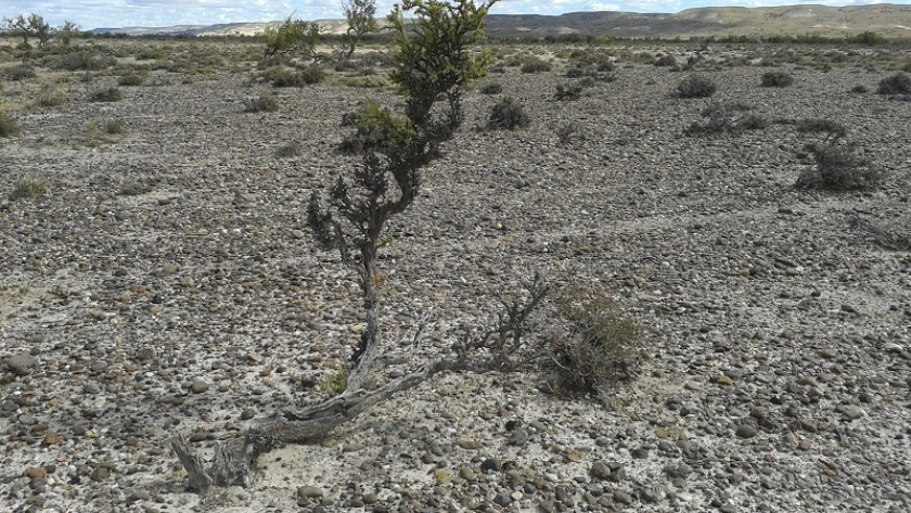 Cambio climático: pautas para adaptarse y mitigar el impacto