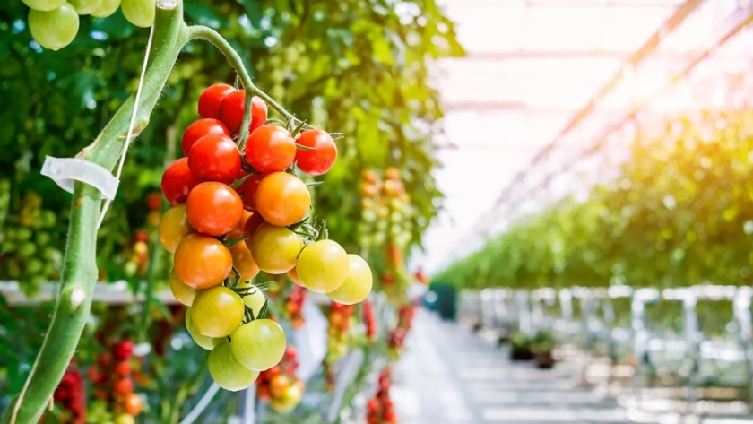 Los tomates de invernadero se benefician de la luz roja lejana