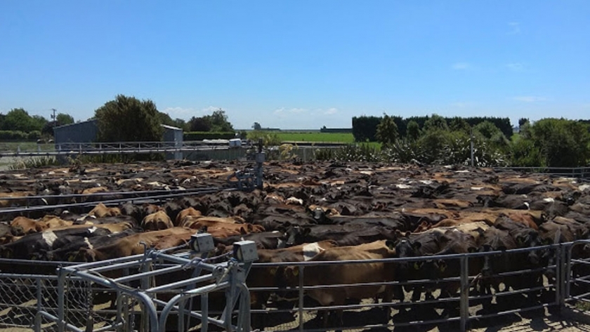 Las diferencias entre la producción tambera neozelandesa y argentina